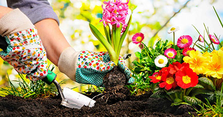 Planting, Transplanting, and Removals